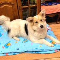 FRIDA - mit VIDEOS!!!