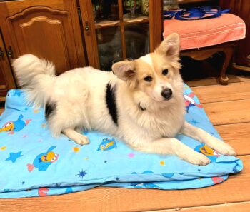 FRIDA - mit VIDEOS!!!