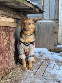 ROKI (ca. 3 Jahre / 35 cm) - mit VIDEOS