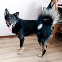 Traumhund FLYNN - top familiengeeignet und kennt Katzen! (mit VIDEO)