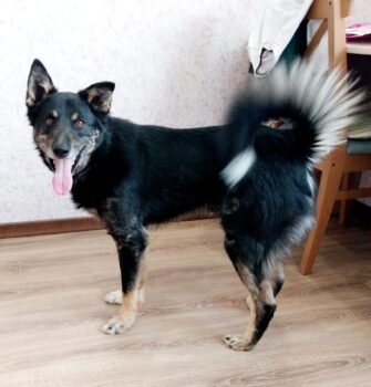 Traumhund FLYNN - top familiengeeignet und kennt Katzen! (mit VIDEO)