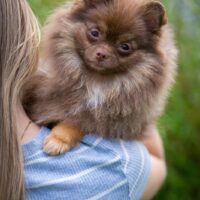 Pomeranian Hündin 7 Monate alt