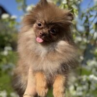 Pomeranian Hündin 7 Monate alt