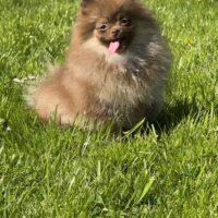 Pomeranian Hündin 7 Monate alt