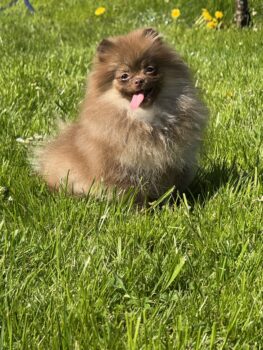 Pomeranian Hündin 7 Monate alt