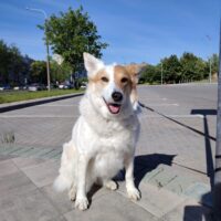 Naida: freundliche Stadthündin, leinenführig, verträgl. mit Hunden & Katzen, liebt Kinder (2 VIDEOS)