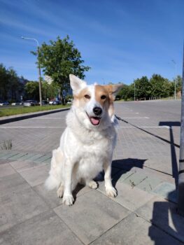 Naida: freundliche Stadthündin, leinenführig, verträgl. mit Hunden & Katzen, liebt Kinder (2 VIDEOS)