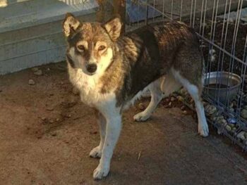 CARA - ca. 45cm - mit VIDEOS