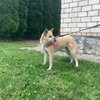 ❤️Birte sucht ein Zuhause ❤️mit vielen VIDEOS!