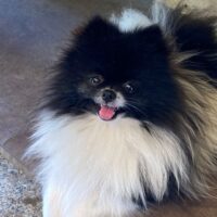 Zauberhafter junger kleiner Pomeranian Rüde mit Ahnentafel