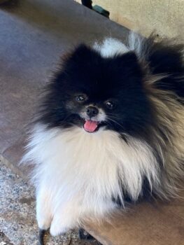 Zauberhafter junger kleiner Pomeranian Rüde mit Ahnentafel