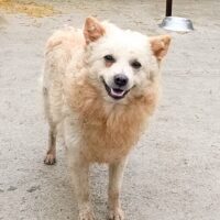 Lenny sucht ein Zuhause