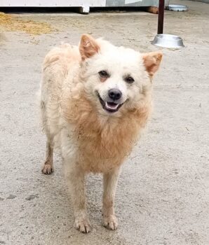Lenny sucht ein Zuhause