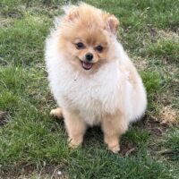 Pomeranian Zwergspitz Hündinnen