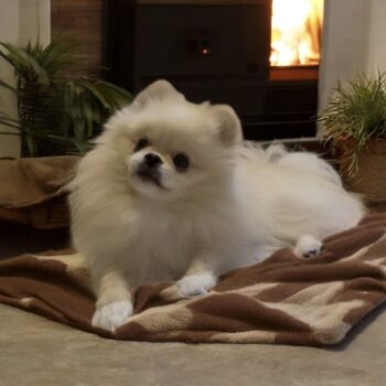 🌟 Nicky sucht ein liebevolles Zuhause – Pomeranian-Rüde, 1,5 Jahre alt 🌟