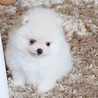 Absolutely Szpic Pomeranian Welpen