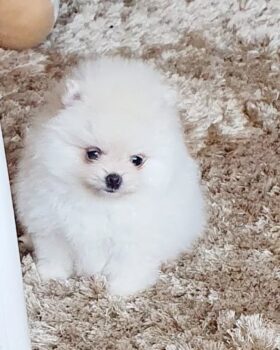 Absolutely Szpic Pomeranian Welpen