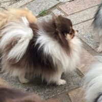 Süßes junges Pomeranian Mädchen mit Ahnentafel