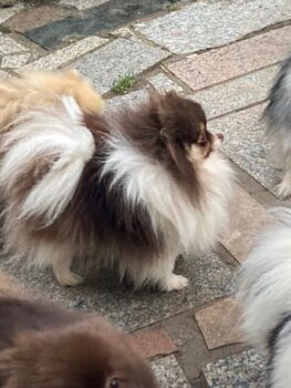 Süßes junges Pomeranian Mädchen mit Ahnentafel
