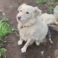 🆘Wer rettet den kleinen BENNY? - Trostloses Leben an der Kette🆘1 Jahr/40cm - mit VIDEO!