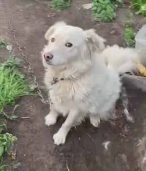 🆘Wer rettet den kleinen BENNY? - Trostloses Leben an der Kette🆘1 Jahr/40cm - mit VIDEO!