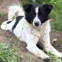 Spot, Rüde, Geb: Juli 2024, ca. 40 cm, kastriert, kennt Katzen (mit VIDEOS)