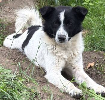 Spot, Rüde, Geb: Juli 2024, ca. 40 cm, kastriert, kennt Katzen (mit VIDEOS)