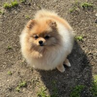 Pomeranian / Zwergspitz Hündin 1 Jahr alt