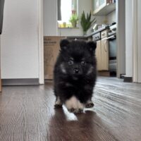 Kleinspitz Welpen