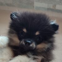 Pomeranian Zwergspitz Welpe mit Stammbaum