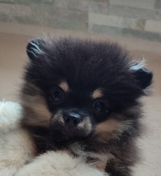 Pomeranian Zwergspitz Welpe mit Stammbaum