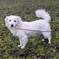 🍀🎉RESERVIERT🎉🍀Wer rettet den verzweifelten Tuzik aus der TÖTUNG? 🆘