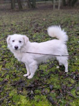 🍀🎉RESERVIERT🎉🍀Wer rettet den verzweifelten Tuzik aus der TÖTUNG? 🆘