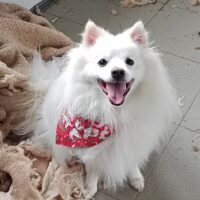 VLADI - Spitz-Rüde, sehr freundlich mit Kindern und Hunden