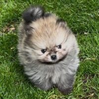Reinrassige Pomeranian Boo Zwergspitz Welpen mit Ahnentafel