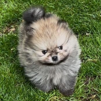 Reinrassige Pomeranian Boo Zwergspitz Welpen mit Ahnentafel