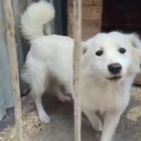 🆘Wer rettet den verzweifelten Tuzik aus der TÖTUNG? 🆘