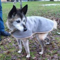 Zuikutis: blinder Senior, der einfach nur einen gemütlichen Ort braucht