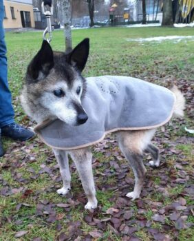 Zuikutis: blinder Senior, der einfach nur einen gemütlichen Ort braucht