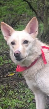 BELLA, elegante, verspielte und sehr liebe Mix-Hündin