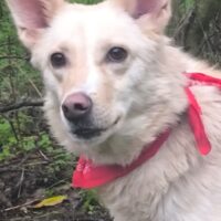 BELLA, elegante, verspielte und sehr liebe Mix-Hündin