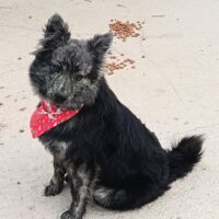 SIA - verspielte, charmante Mix-Hündin, 9 Mon. jung, 36 cm klein