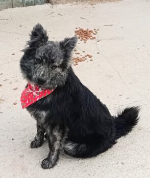 SIA - verspielte, charmante Mix-Hündin, 9 Mon. jung, 36 cm klein