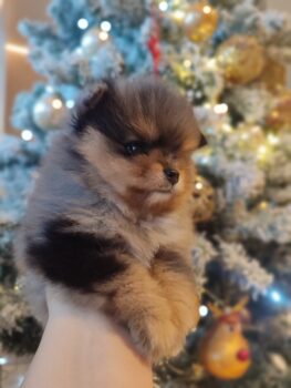 Zwergspitz Pomeranian mit Stammbaum