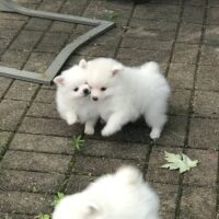 Süße Kleinspitz Welpen abzugeben