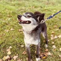 Jukis: Rüde • geb.ca. 2018-2020 • 45cm