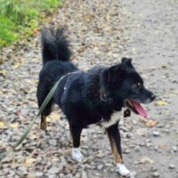 Zoro: Rüde • geb.ca. 2017-2019 • 42cm