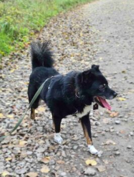 Zoro: Rüde • geb.ca. 2017-2019 • 42cm