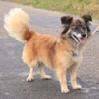 Leila: Weibchen • geb.ca. 2019-2021 • 35cm