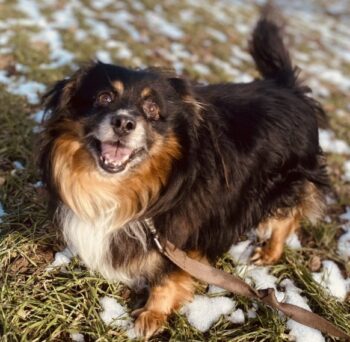 Makas: Rüde • geb.ca. 2014-2016 • 35cm